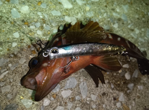 アコウの釣果