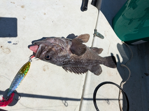 クロソイの釣果