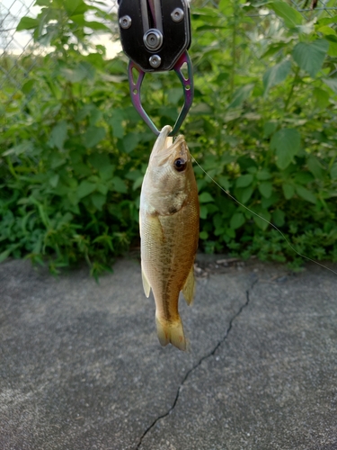 ラージマウスバスの釣果