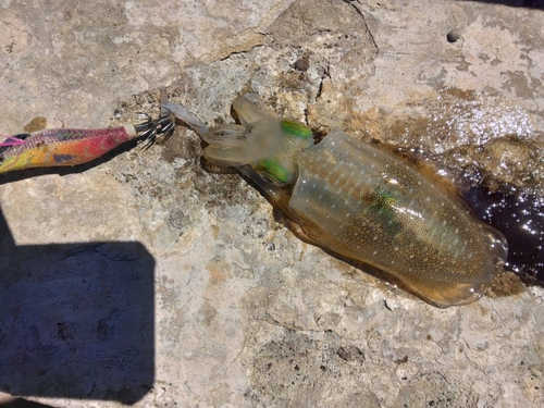 アオリイカの釣果