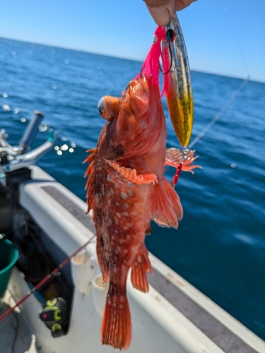 ウッカリカサゴの釣果