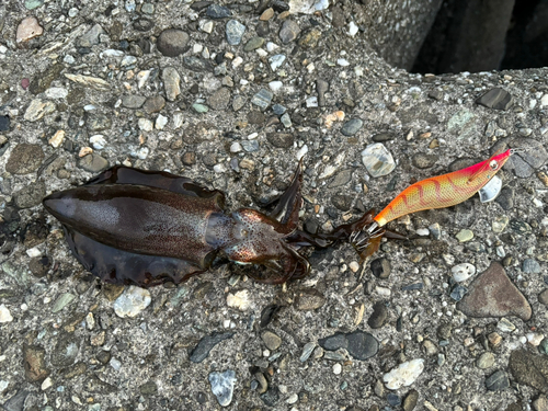 アオリイカの釣果