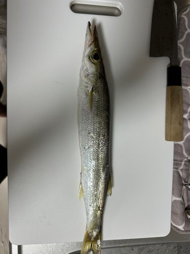 カマスの釣果