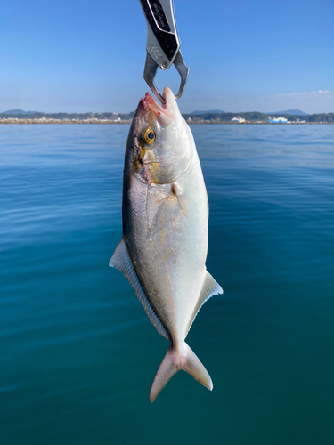 ネリゴの釣果