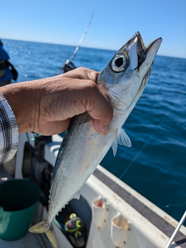 マサバの釣果