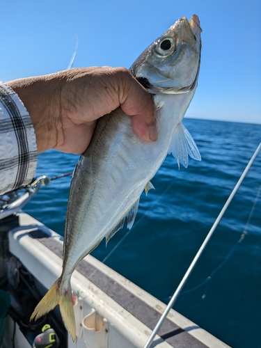 マアジの釣果