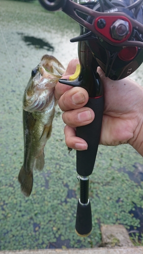 ラージマウスバスの釣果