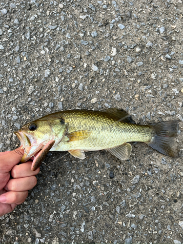 ラージマウスバスの釣果