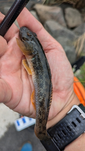 マハゼの釣果