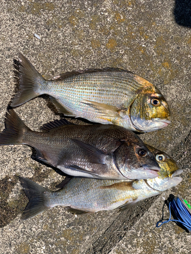 クロダイの釣果