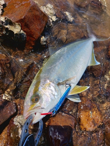 ネリゴの釣果