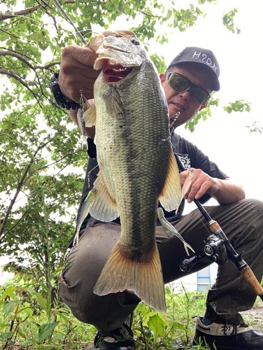 ブラックバスの釣果