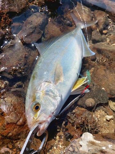 ネリゴの釣果