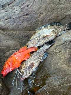 オオモンハタの釣果