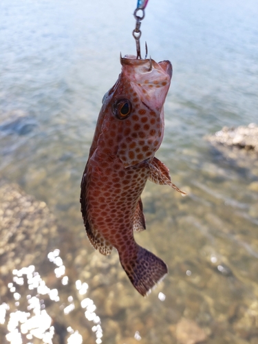 オオモンハタの釣果