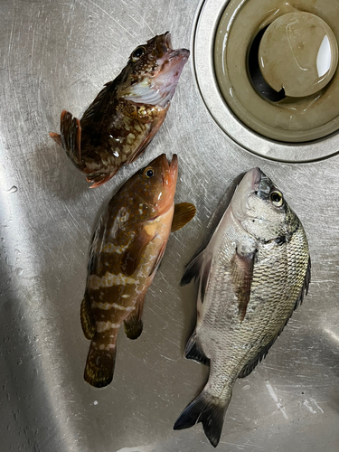 アコウの釣果