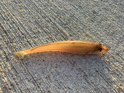 キスの釣果