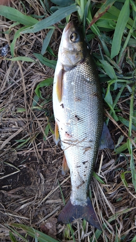 ウグイの釣果