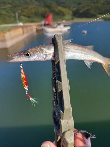 カマスの釣果