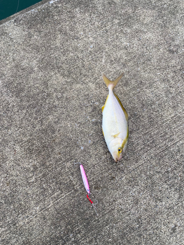 ショゴの釣果