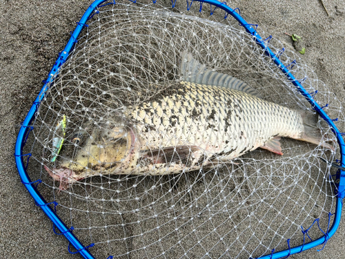 コイの釣果