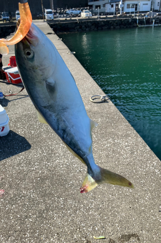 ヤズの釣果