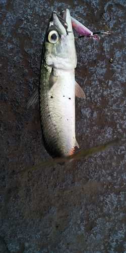 サバの釣果