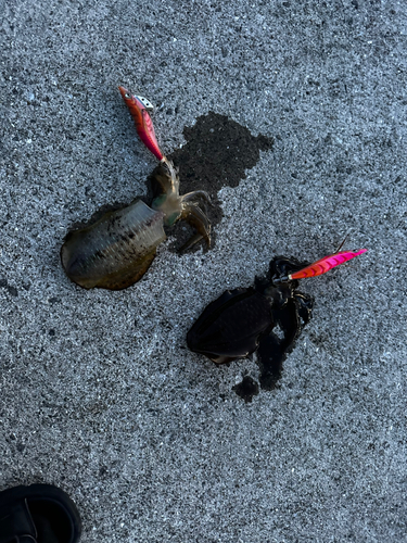 アオリイカの釣果