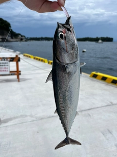 ソウダガツオの釣果