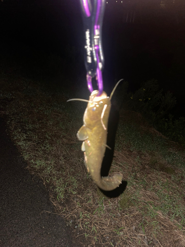 マナマズの釣果