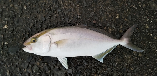 ショゴの釣果