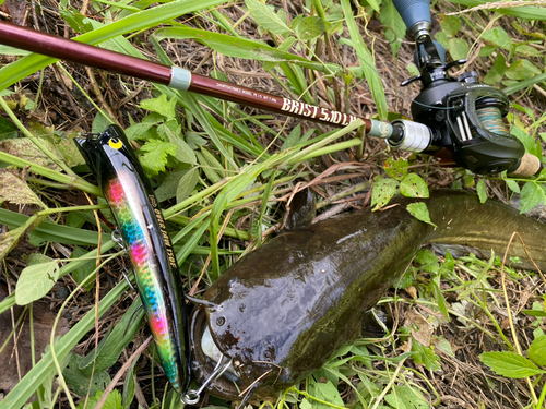 ナマズの釣果