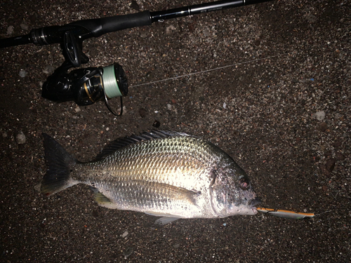 チヌの釣果