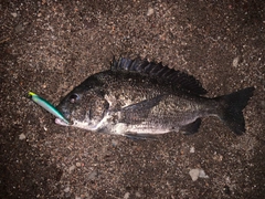 チヌの釣果