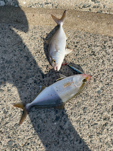 シオの釣果