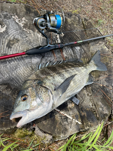 チヌの釣果