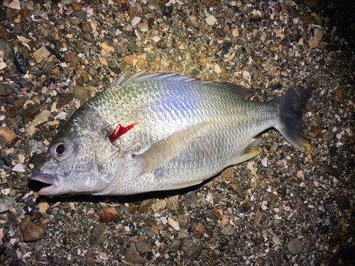 キビレの釣果