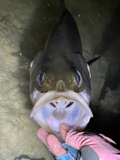 ヒラスズキの釣果