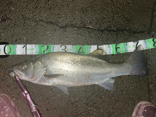 シーバスの釣果