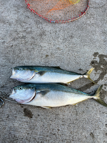 イナダの釣果