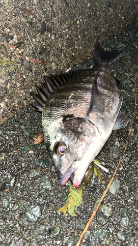 クロダイの釣果