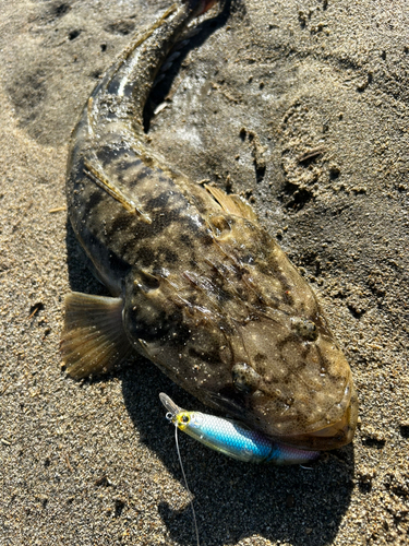 マゴチの釣果