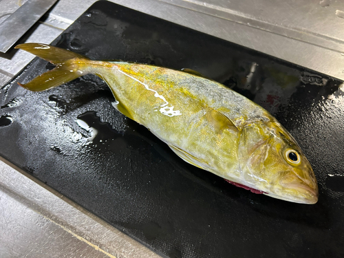 ショゴの釣果