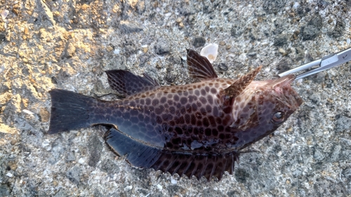 オオモンハタの釣果