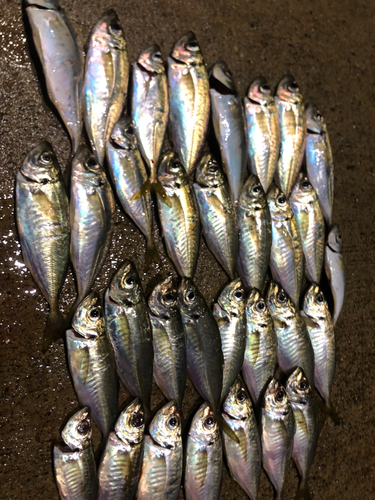 アジの釣果