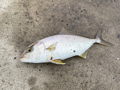 ショゴの釣果