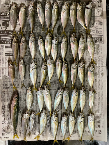 アジの釣果