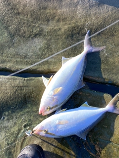 ネリゴの釣果