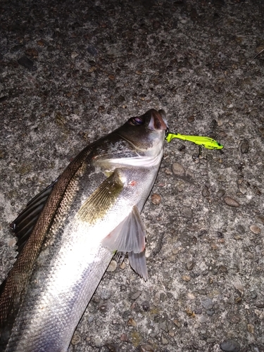 シーバスの釣果