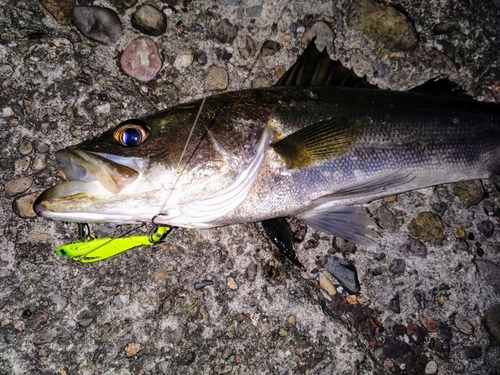 シーバスの釣果